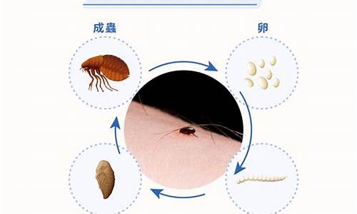 跳蚤防治-跳蚤防治方案