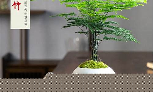 室内盆栽-室内盆栽什么植物最好