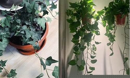 装修后放什么植物好-装修后屋里放什么植物