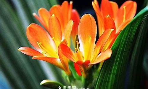象征友谊的花图片-象征友谊的花